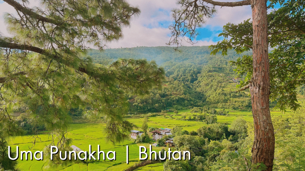 ウマプナカのアイキャッチ画像